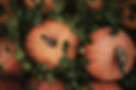 Pumpkin Apple Facial