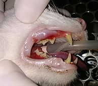 tratamentos-gatos3.jpg