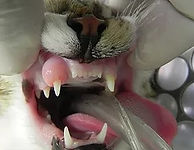 tratamentos-gatos9.jpg