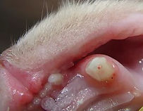 tratamentos-gatos6.jpg