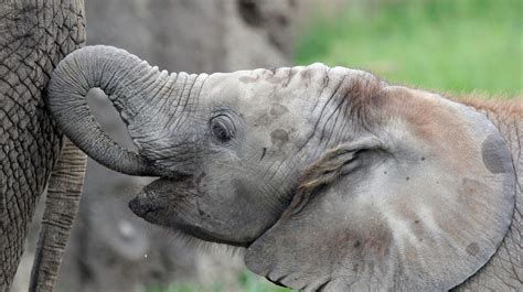 विश्व हाथी दिवस (World Elephant Day) 