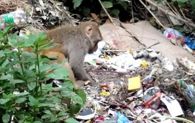 macaque on garbage dump.jpg
