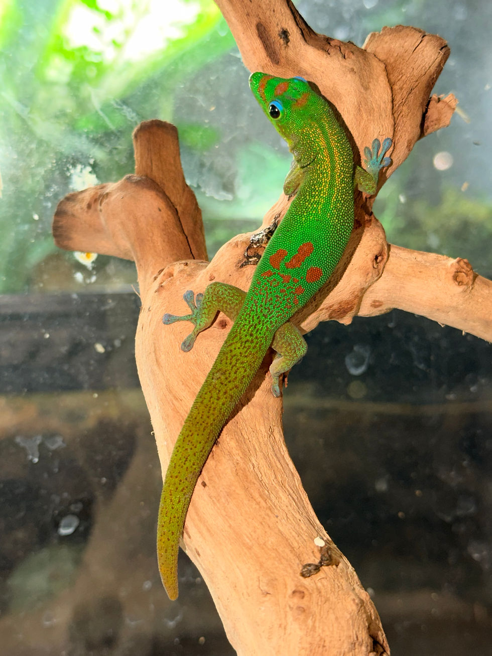 Thumbnail: Gold Dust Day Gecko