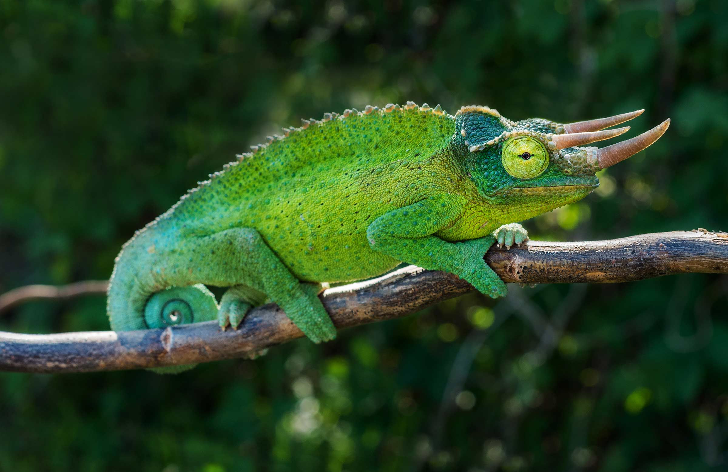 Yellow Crested Jackson's Chameleon - Juvenile-Adult - MALE