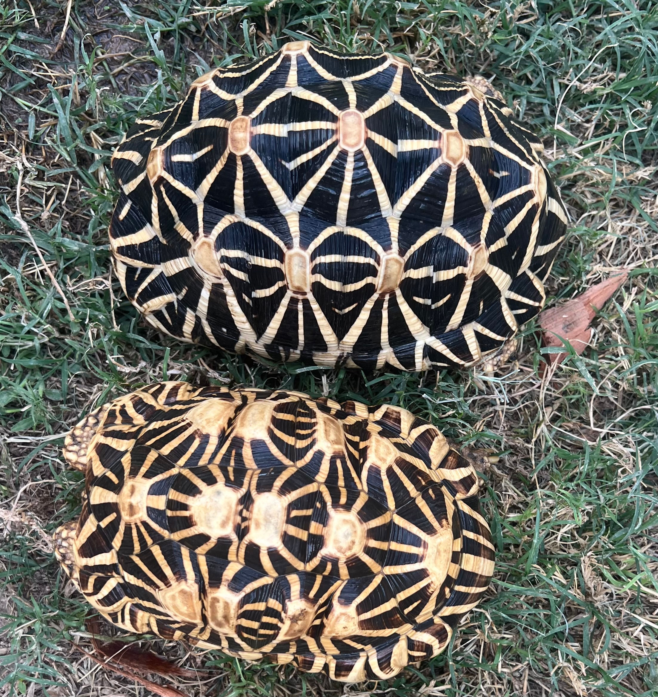 Sri Lankan Star Tortoise Breeding Pair