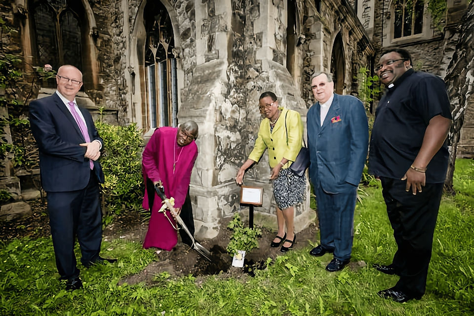 Planting of the Mildmay rose