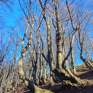 Twisted beech trees growing out of a mountainside with bright blue skies