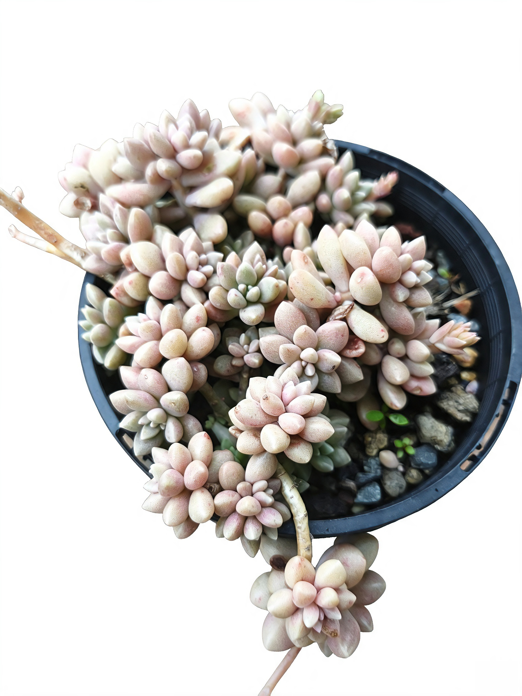 Graptopetalum mendozae
