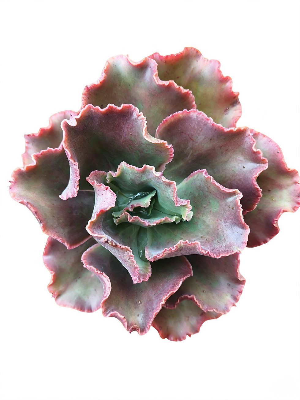 Echeveria 'Dick Wright' succulent with ruffled pink edges