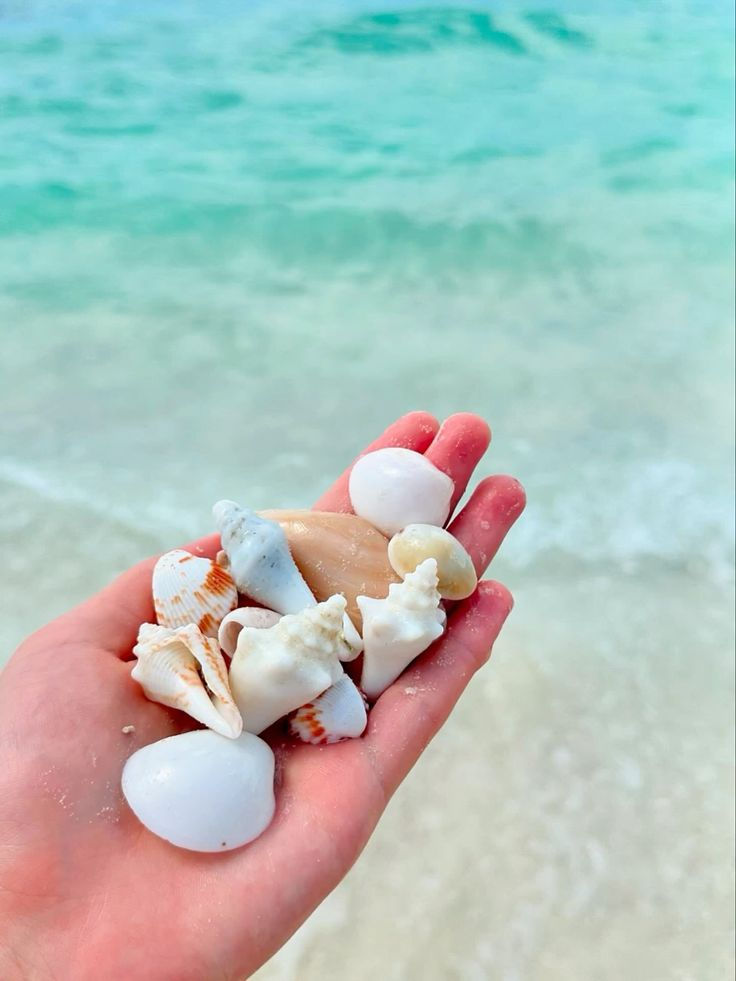 Summer 🐚.jpeg