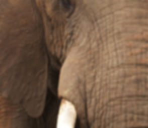Close Up of Elephant