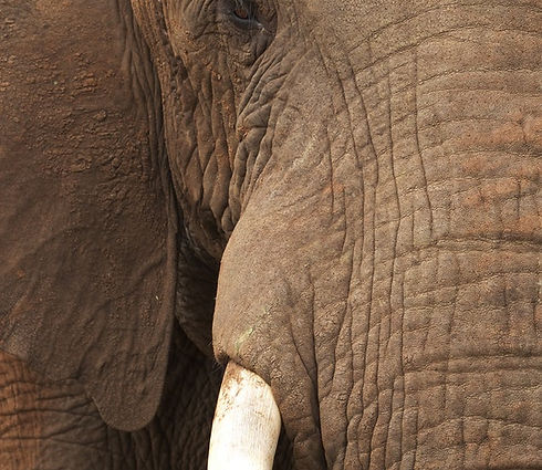 Close Up of Elephant