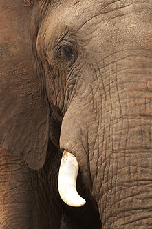 Close Up of Elephant