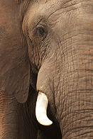 Close Up of Elephant