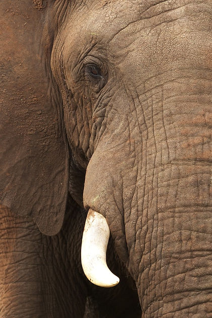 Close Up of Elephant