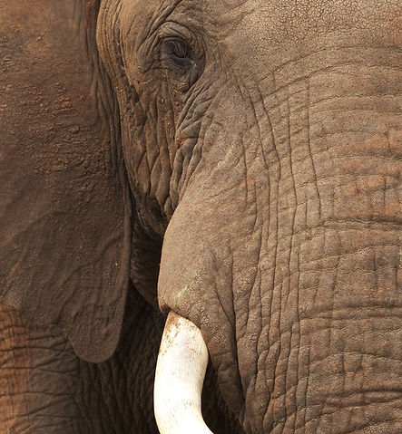 Close Up of Elephant