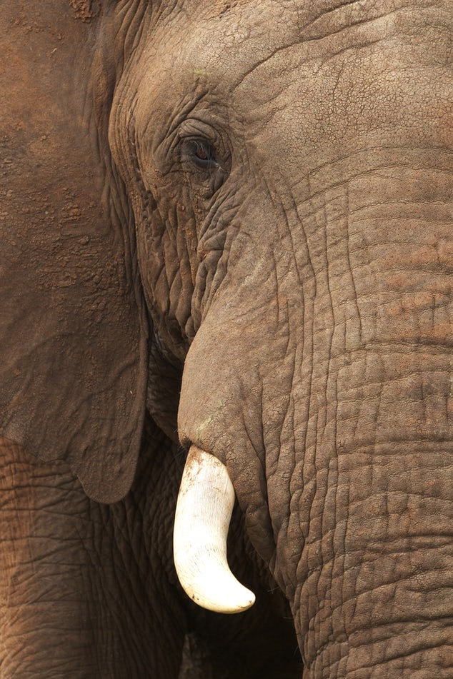 Close Up of Elephant