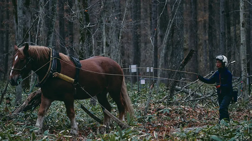 馬とだからできる、森を“デザインする”林業