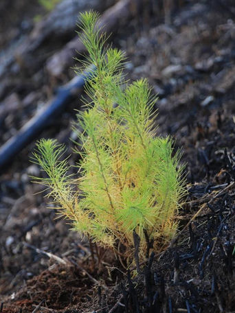 Through Me|2022.11『【地域おこし協力隊を目指す人、必見!】起業型地域おこし協力隊とお金の話。専業、兼業、起業、就職。北海道厚真町の森だからこそ育まれる林業の可能性。』