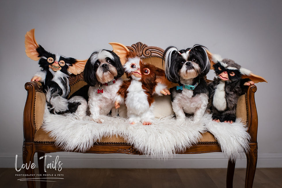 Sydney Pet Photography for Dogs