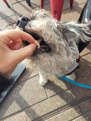 FREE BACON! - Now that I have your dogs attention...