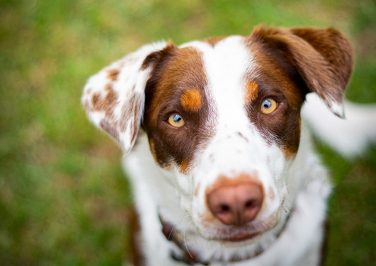 20191012_Bianka_20191012_Daisy_1P7A4141_