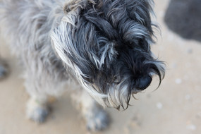 20150821_dogs_elwood8648.jpg