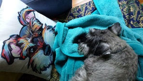 Schnauzer Party - The Schnauzer Social