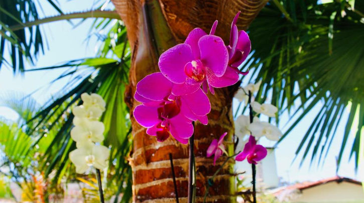 Jardim na Pousada o Caribe de Maragogi 3