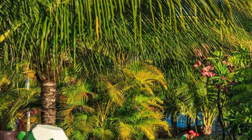 Jardim no Chales Maragogi 2