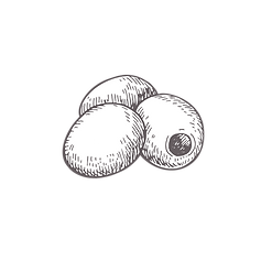 peynir-icon-05.png