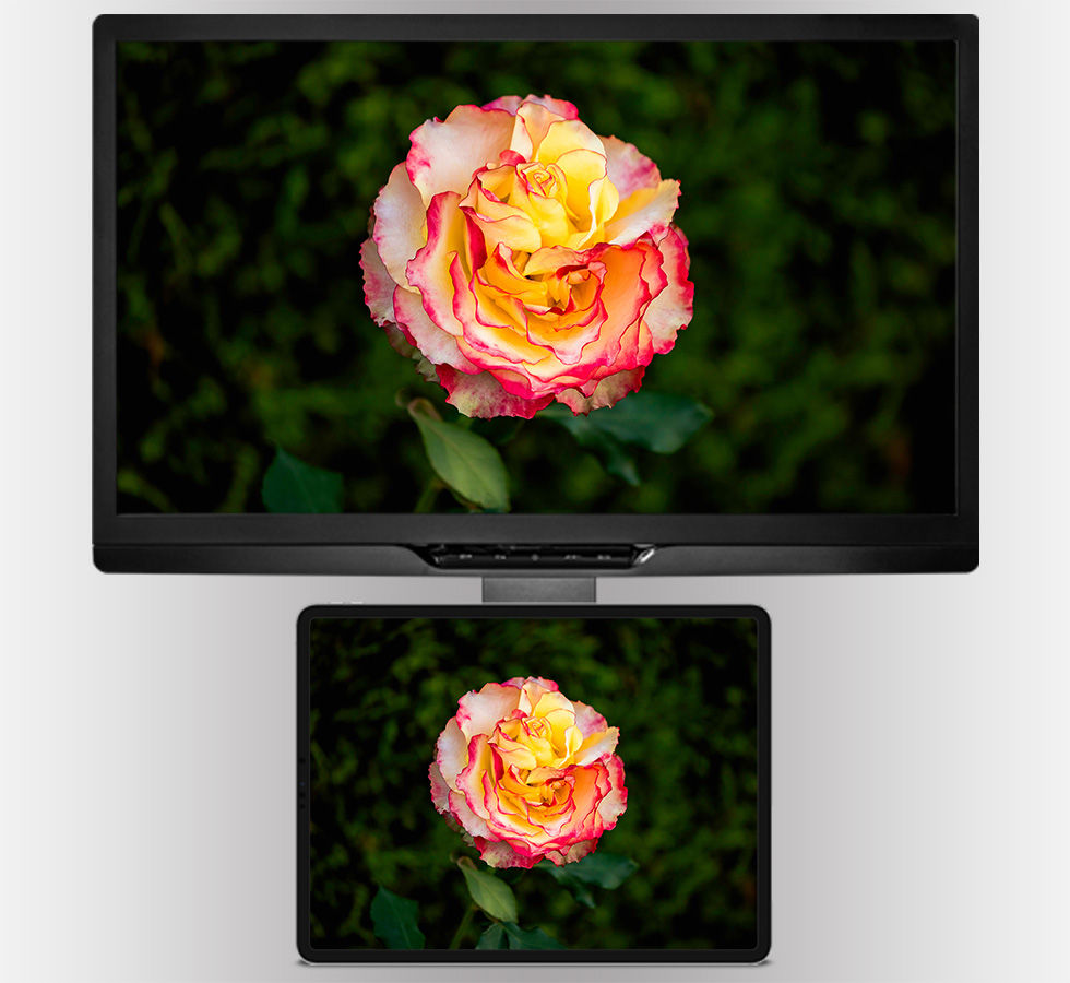 Fresh Brindabella Rose | 4K Wallpaper