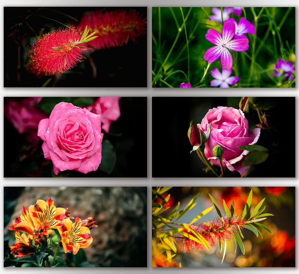 Thumbnail: Beautiful Flowers 1.0 | 4K Wallpaper Pack