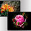 Thumbnail: Beautiful Flowers 1.0 | 4K Wallpaper Pack
