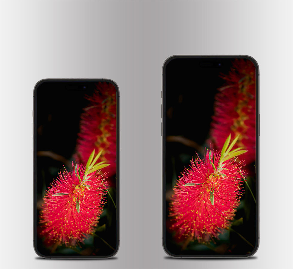 Bright Red Bottlebrush | Mobile Wallpaper