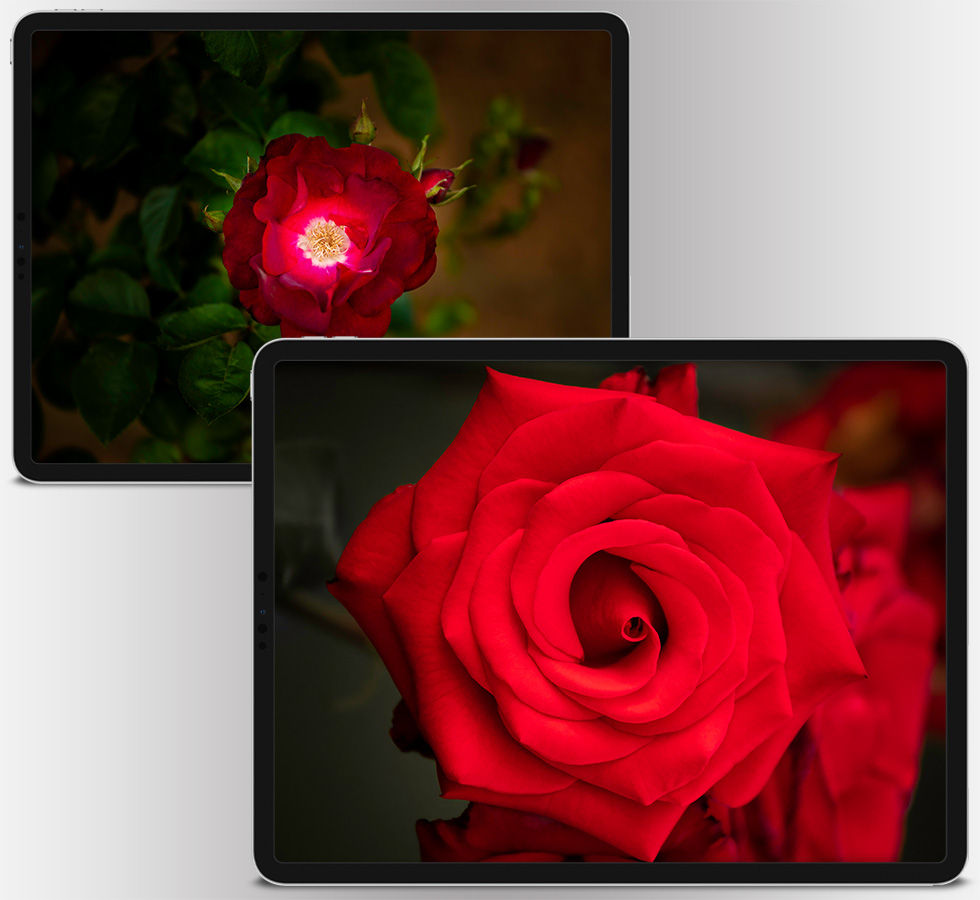 Thumbnail: Beautiful Flowers 2.0 | 4K Wallpaper Pack