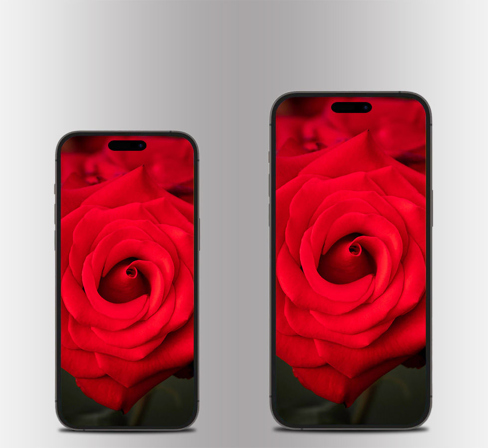 Beautiful Blood Red Rose | Mobile Wallpaper