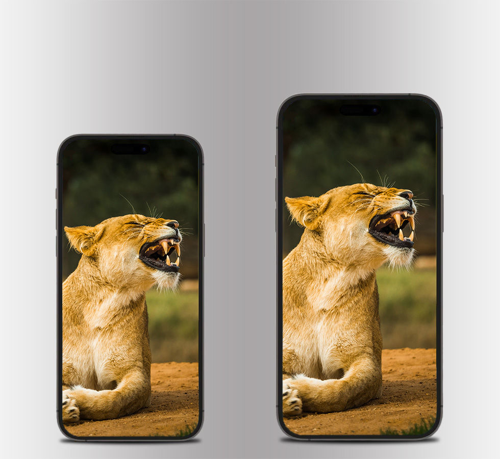 Cheeky Lioness | Mobile Wallpaper