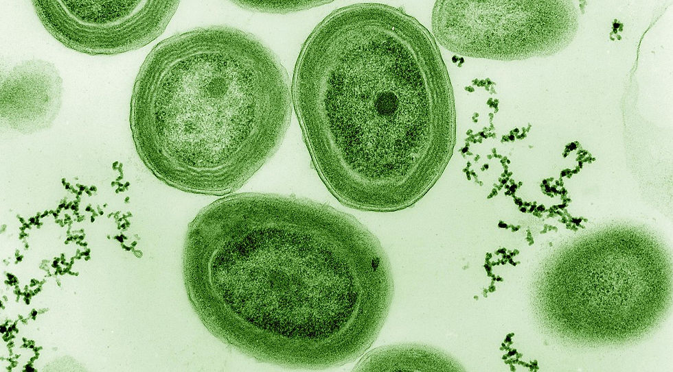 Cyanobacteria: Prochlorococcus marina | Copyright: Luke Thompson from Chisholm Lab and Nikki Watson from Whitehead, MIT - flickr, CC0.