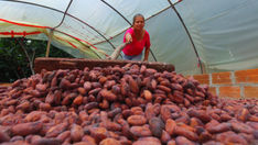 Cacao en el posconflicto