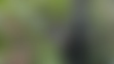 Fuerzas Militares localizan 370 artefactos explosivos en Putumayo