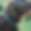 Thumbnail: Dog Collar