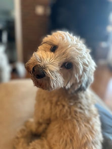 adorable white dog, in-home dog sitting