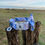 Miniature : Collier pour chien BLUECCINO