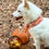 Miniature : Ruban / Foulard pour chien Pumpkin