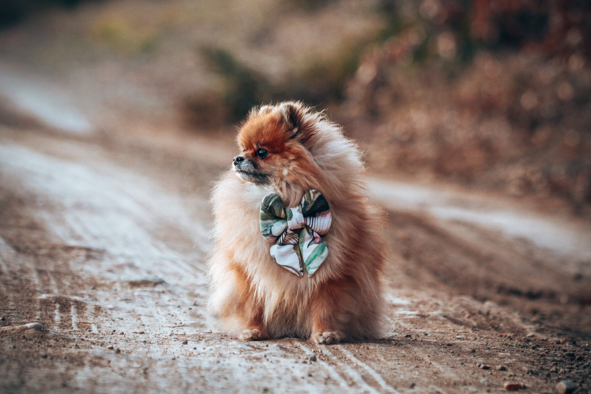 La Patte De Chien