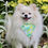 Miniature : Bandanas pour chien MOJITO