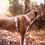 Miniature : Harnais en forme Y pour chien Escape