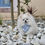 Miniature : Bandanas pour chien SEABLUE