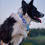 Miniature : Collier martingale pour chien NORTH
